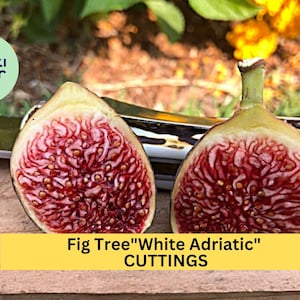 5 White Adriatic Fig Tree Cuttings | Ficus Carica Starter Wood | Fresh Unrooted Cuttings | Sweet Fruit Tree Starter | Free US Shipping