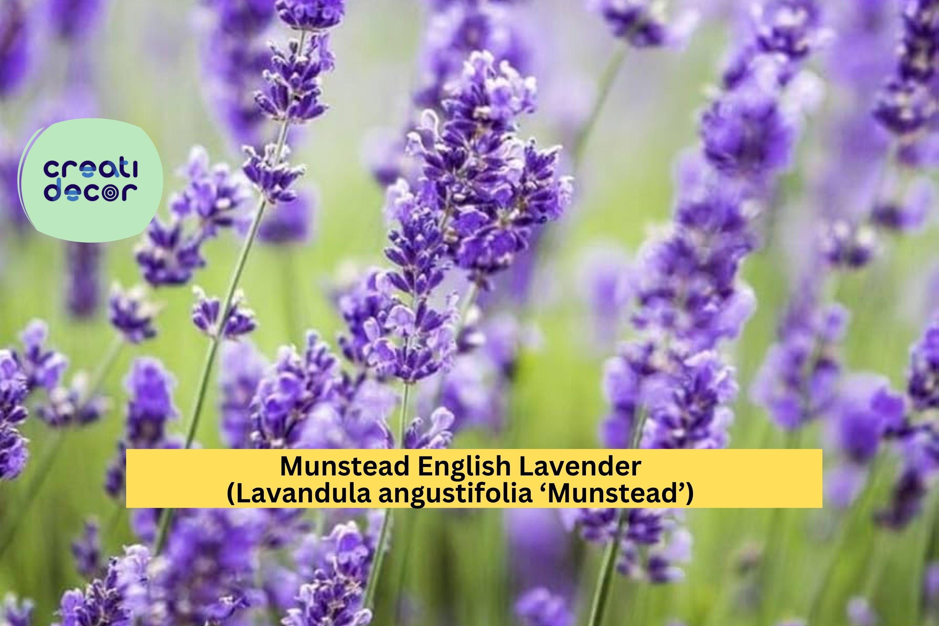 thumbnail image 2 of English Lavender 'Munstead' Seeds – 100 Seeds, Hardy Perennial, Easy To Grow! 2 of 5