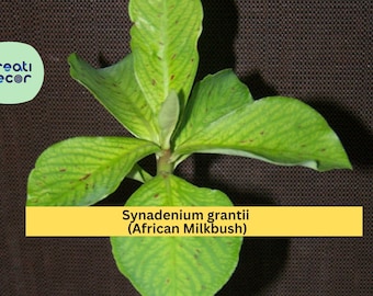 Synadenium Grantii African Milkbush – 4" Rare Succulent Plant, Exotic Euphorbia Houseplant with Variegated Green Leaves