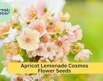 200+ Apricot Lemonade Cosmos Seeds - Rare Pastel Blooms - Easy to Grow Annual for Gardens, Borders & Pollinators
