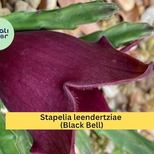 May include: Close-up of a Stapelia leendertziae (Black Bell) flower. The flower is a deep burgundy color with a velvety texture and a unique bell shape. Green succulent stems are visible.