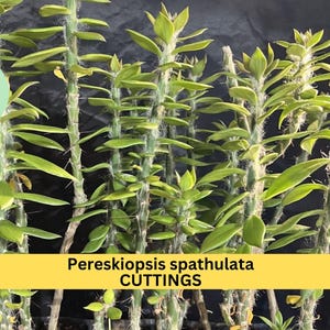 May include: Close-up of multiple green Pereskipsis spathulata cuttings with long, thin stems and small, oval leaves. The text "Pereskipsis spathulata CUTTINGS" is visible at the bottom of the image.