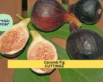 2 Noire de Caromb Fig Cuttings – Rare French Ficus carica Variety | Sweet Black Fig for Grafting or Rooting | Fresh & Ready to Grow
