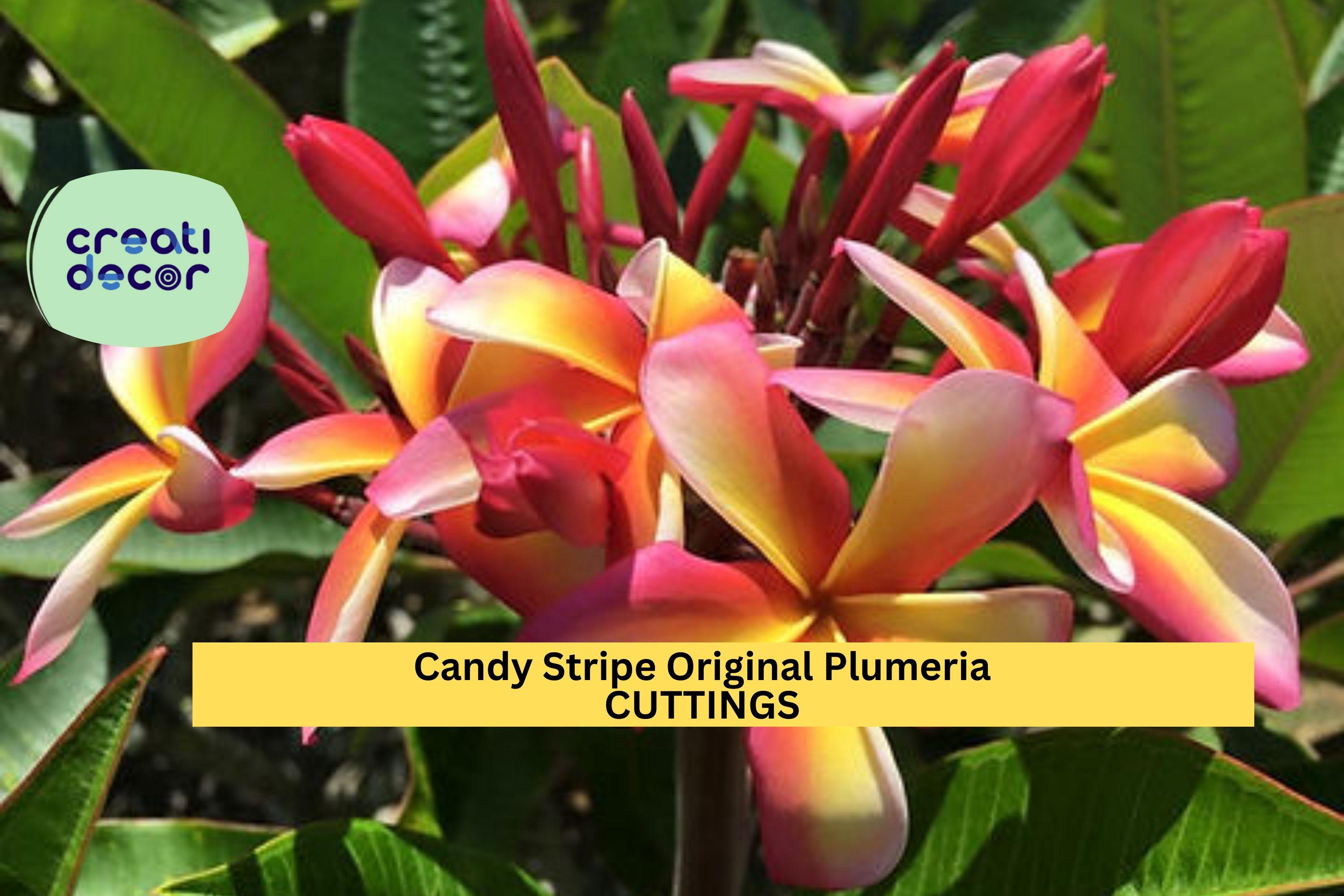 Hawaiian Candy Stripe Plumeria Cutting – Double Head 10in Unrooted Frangipani, Fresh Cut