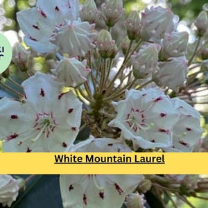 May include: Close-up of White Mountain Laurel flowers. The flowers are white with red spots and a red center. The image also includes unopened flower buds and green leaves. The text "White Mountain Laurel" is displayed on a yellow banner.