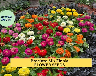 100+ Preciosa Mix Zinnia Seeds – Vibrant Mixed Blooms for Garden Planting, Compact & Long-Lasting Annuals for Beds , Containers – USA