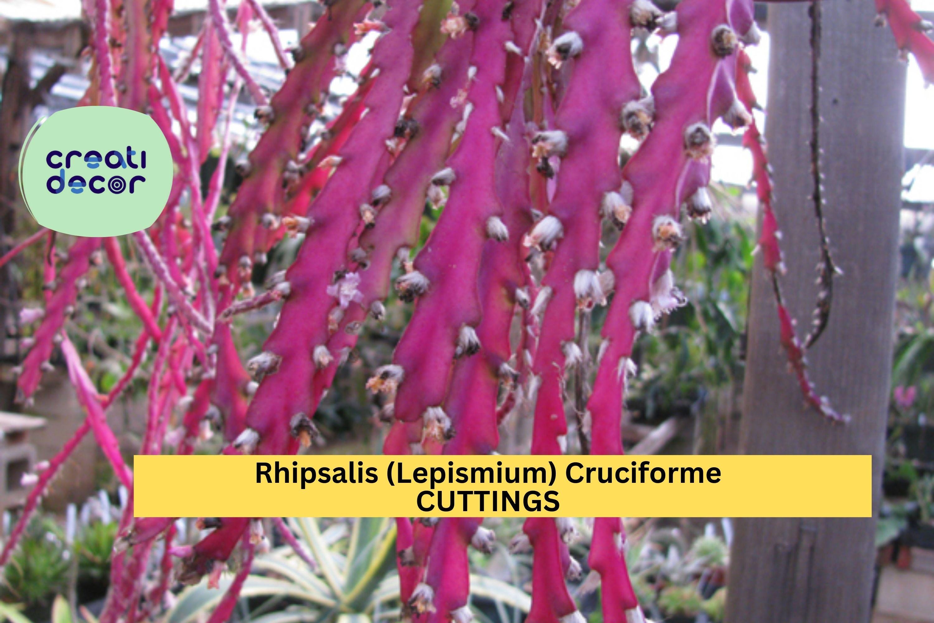 3 Rhipsalis Cruciforme Super Red Cuttings | Lepismium Jungle 