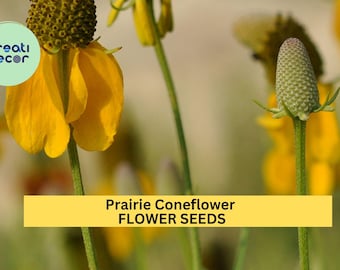 3pcs of 100mg Prairie Coneflower Seeds – Native Wildflowers with Yellow Petals for Pollinator, Meadow & Cottage Gardens Seeds for Planting