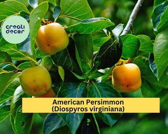 5 American Persimmon Trees - 10-18 Tall Live Plants - Cold Hardy, Native Common Persimmon Fruit Seedlings - Diospyros virginiana - (5 Pack