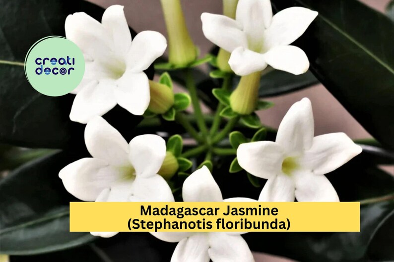 Madagascar Jasmine