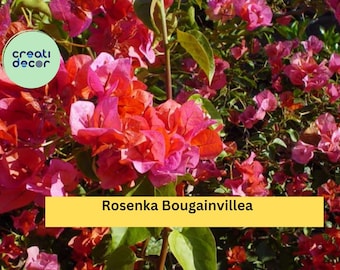 Rosenka Bougainvillea | Live Rooted Starter Plant | Compact Tropical Flowering Vine with Peach to Pink Bracts for Garden & Containers