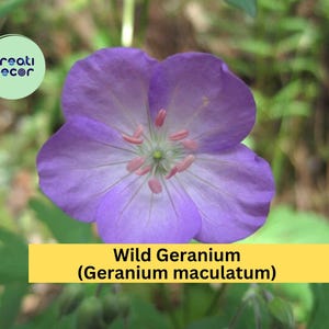 Wild Geranium Plants | Geranium maculatum Bare Root Set of 15 | Hardy Perennial Native Flowering Plant for Outdoor Gardens