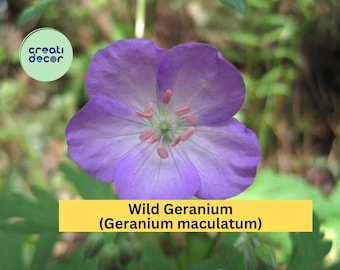 Wild Geranium Plants | Geranium maculatum Bare Root Set of 15 | Hardy Perennial Native Flowering Plant for Outdoor Gardens