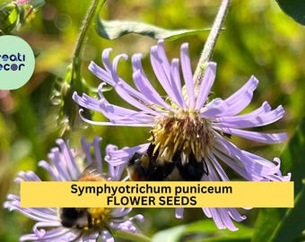 Swamp Aster 350 SEEDS (Symphyotrichum puniceum)–Native Purple Wildflower for Moist Gardens & Pollinator Habitats Seeds for Planting