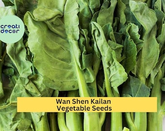 3pcs x 500mg Wan Shen Kailan Seeds – Chinese Broccoli Variety for Raised Beds, Garden Rows, or Container Growing Seeds for Planting