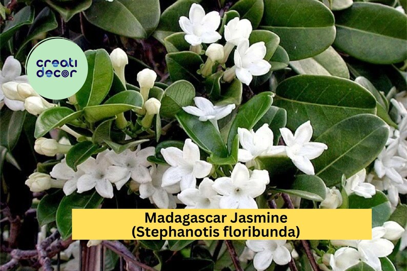 Madagascar Jasmine - Thumbnail 2