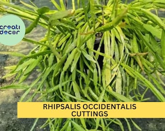6 Rhipsalis occidentalis Cuttings – Fresh & Rare Orchid Cactus for Hanging Baskets or Indoor Jungle – Easy to Grow – USA