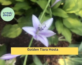 Golden Tiara Hosta Live Plants | 5 Bare Root Shade Perennials | Compact Hostas with Purple Summer Flowers for Outdoor Gardens