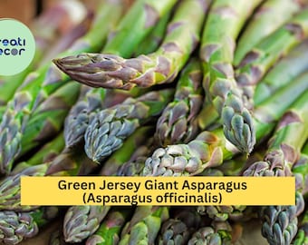 10 Green Jersey Giant Asparagus Crowns – Asparagus officinalis – 2-Year Bare Root Plants, Heirloom Variety for Garden Growing