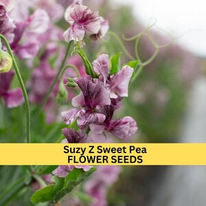 50+ Suzy Z Sweet Pea Seeds – Bright Pink Fragrant Blooms for