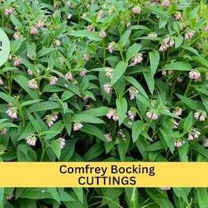 May include: Close-up of a patch of green comfrey plants with small pink flowers. The text "Comfrey Bocking CUTTINGS" is displayed on a yellow banner.