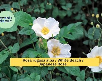 White Beach Rose Seeds Rosa rugosa alba 25 Count Hardy Fragrant Rose Garden Shrub Seeds