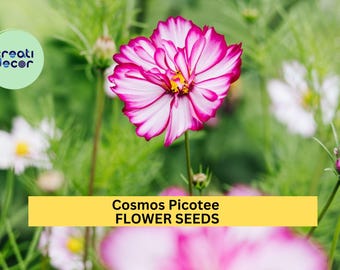 3pcs of 1g Cosmos Picotee Seeds – Bi-Color Edge Blooms for Cottage Gardens, Wildflower Beds, or Cut Flower Borders Seeds for Planting
