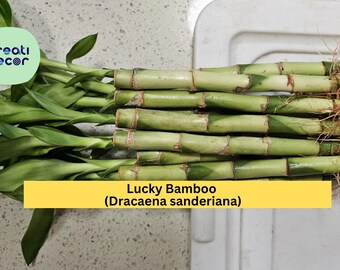 Lucky Bamboo Plants – 10 Live 6" Straight Stalks – Dracaena sanderiana – Indoor Decorative Plant Set for Home or Office Décor