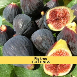 2x De La Senyora Fig Tree Cuttings Ficus Carica Self Fertile