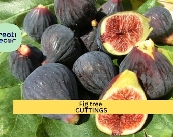 5 Ronde de Bordeaux Fig Cuttings – Early-Ripening Black Variety | Ficus carica for Pots, Orchards, or Backyard Fruit Tree Gardens