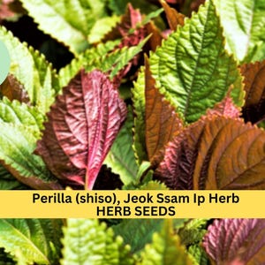 3pcs of 500mg Jeok Ssam Ip Perilla Seeds – Korean Shiso Herb with Purple Leaves for Culinary & Garden Growing Seeds for Planting