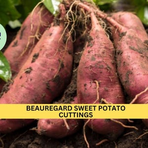 May include: Close-up of Beauregard sweet potato cuttings, showing the reddish-purple skin and roots. The cuttings are lying on a bed of dark brown soil.