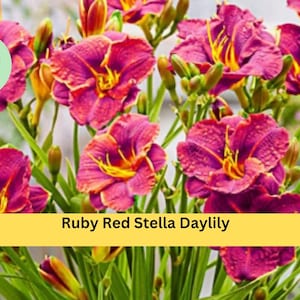 May include: A cluster of Ruby Red Stella Daylily flowers with deep red petals and yellow centers. The flowers are surrounded by green foliage. The image includes the text "Ruby Red Stella Daylily" on a yellow banner.