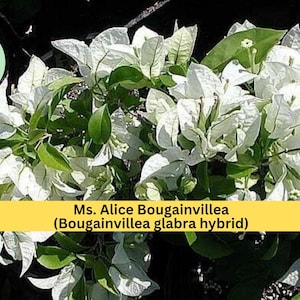 May include: Close-up of a Ms. Alice Bougainvillea plant with white bracts and green leaves. The plant's name is displayed on a yellow banner. The image also includes a green circle with the words "creati decor".