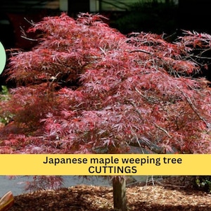 May include: A weeping Japanese maple tree with red foliage. The tree is in a garden setting with brown mulch and rocks. The text "Japanese maple weeping tree CUTTINGS" is on a yellow banner.