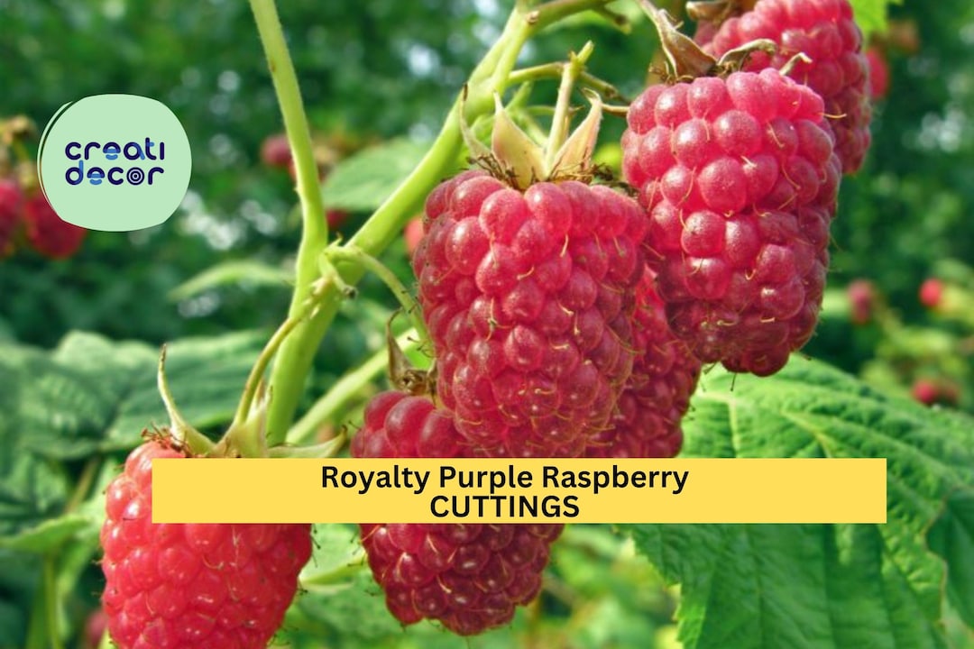 5 Royalty Purple Raspberry Cuttings (10