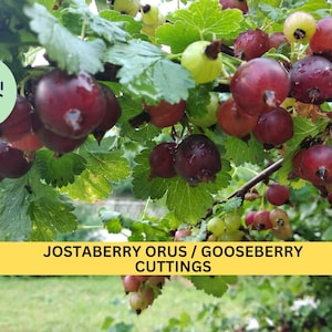 May include: Close-up of a branch of a Jostaberry Orus/Gooseberry bush with ripe red berries. The text "Jostaberry Orus/Gooseberry Cuttings" is visible on a yellow banner.