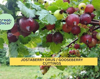 12 Jostaberry ORUS 8 Cuttings | Gooseberry Currant Hybrid Bush Starters | Unrooted Set for Growing Berry Plants | USA Seller