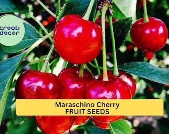 10+ Maraschino Cherry Seeds – Sweet Red Fruit Tree Seeds for Garden Planting, Compact Fruiting Variety for Backyard Orchards – USA