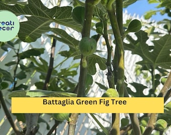 Battaglia Green Fig Tree Cuttings – 2 Fresh Ficus carica Cuttings for Rooting – Premium Green Fig Variety for Home Gardens