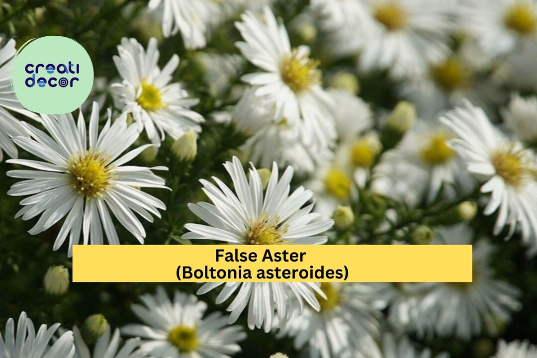 false-aster-seeds-boltonia-asteroides-500-native-perennial-seeds