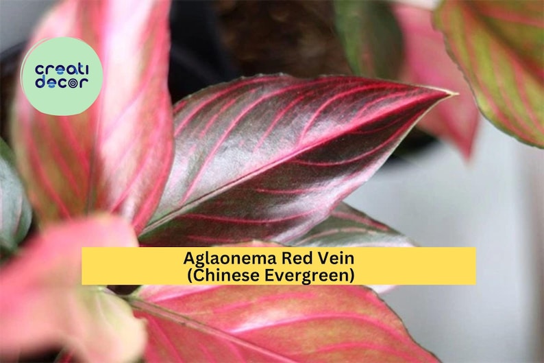 CreatiDecor Aglaonema - Thumbnail 2