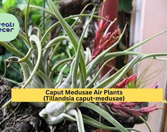 Caput Medusae Air Plants 5 Pack – Tillandsia caput-medusae – Easy Care Exotic Houseplants, Low Maintenance Indoor Decor