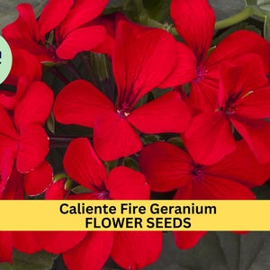 May include: Close-up of vibrant red Caliente Fire Geranium flowers. The flowers are in full bloom, showcasing their delicate petals and intricate details. The image includes the text "Caliente Fire Geranium FLOWER SEEDS".