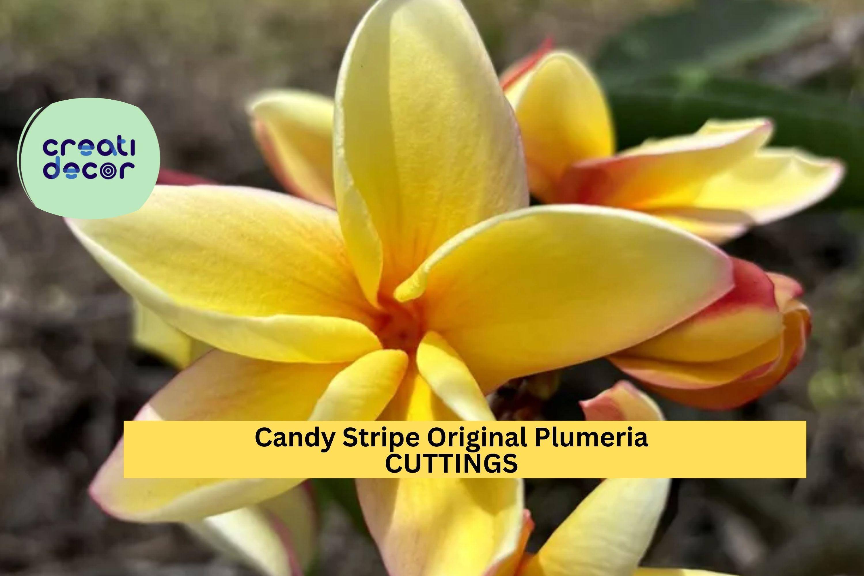 1 Candy Stripe Plumeria Cutting| 10