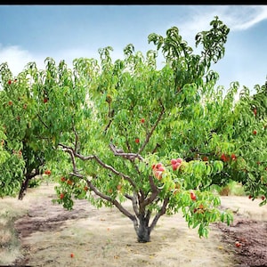 May include: A scenic view of a peach orchard with several trees laden with ripe peaches. The trees have lush green foliage and reddish-orange fruit, set against a blue sky. The ground is covered in dry grass and fallen peaches.