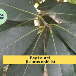 May include: Close-up of bay laurel leaves, a dark green plant with prominent veins. The image includes a yellow banner with the text "Bay Laurel (Laurus nobilis)". The leaves are oval-shaped and arranged around a central stem.