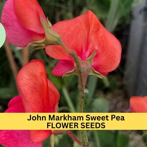John Markham Sweet Pea Seeds – 50+ Deep Crimson Blooms – Climbing Vine for Trellises, Cottage Gardens, Bouquets & Borders – USA