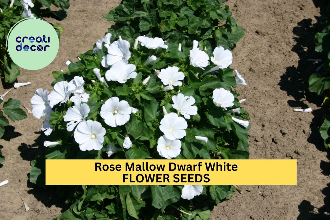 Dwarf White Rose Mallow Seeds – 250mg (~40 Seeds), Compact Flowering ...