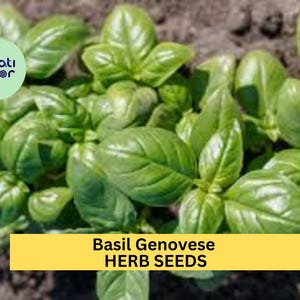 May include: Close-up of a patch of green basil plants growing in a garden. The plants have large, vibrant green leaves. The text "Basil Genovese HERB SEEDS" is displayed on a yellow banner.